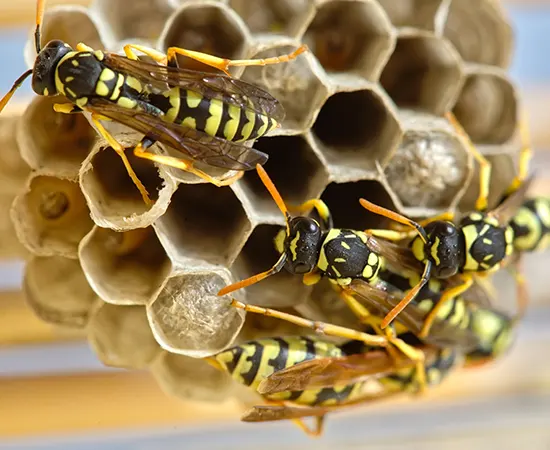 Seneca South Carolina Bee Removal Company