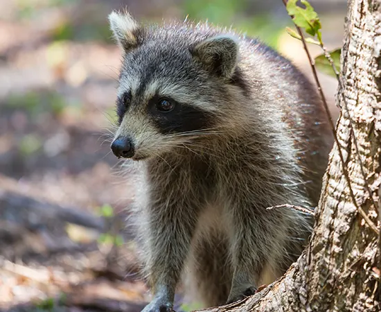 Seneca SC Racoon & Possum Removal Company