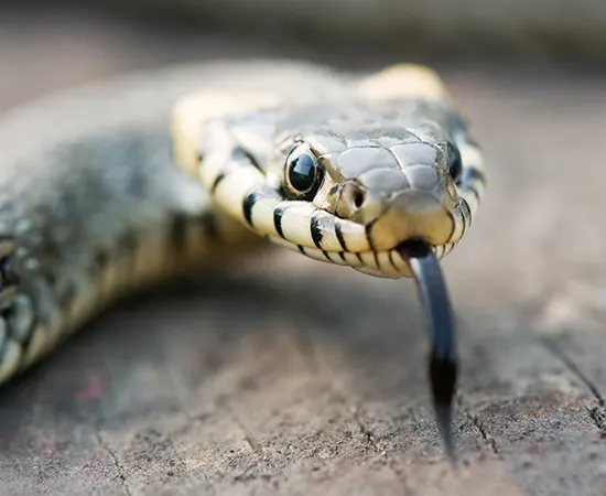 Seneca South Carolina Snake Removal Company