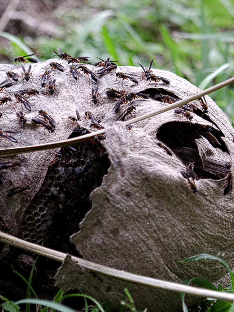 hornets-nest