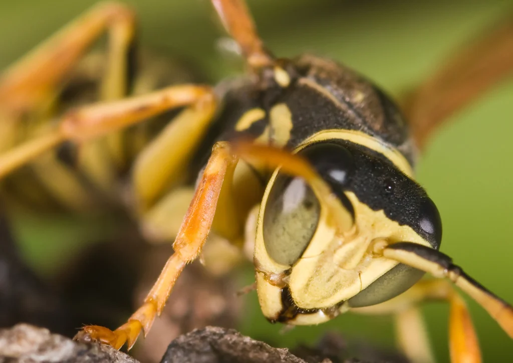 Bee Hive Removal Company Seneca SC