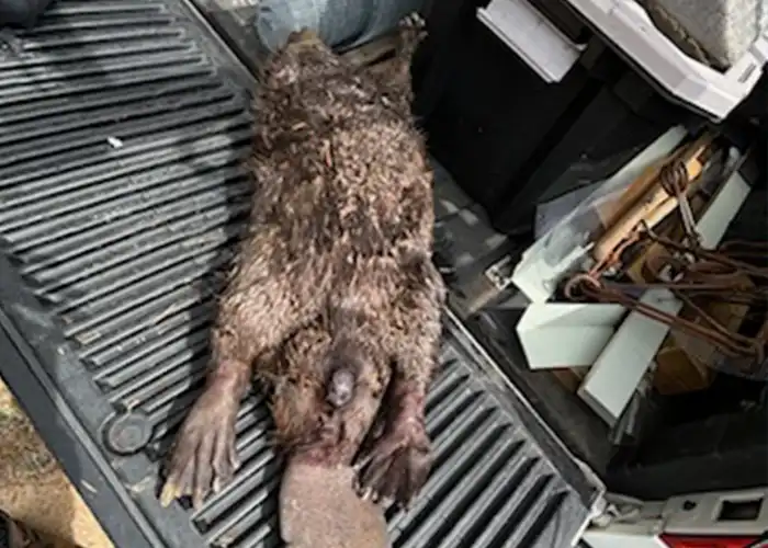 Beaver Removal Company In Seneca South Carolina