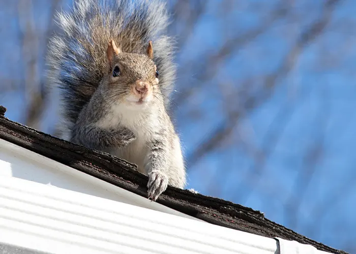 Wildlife Control Company in Seneca