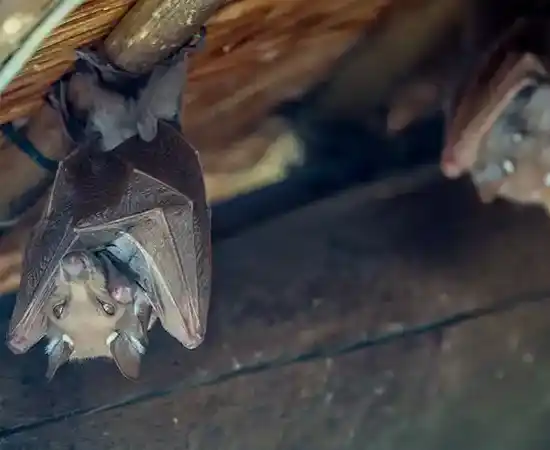 Bat Removal Company