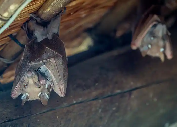 Bat Removal Company