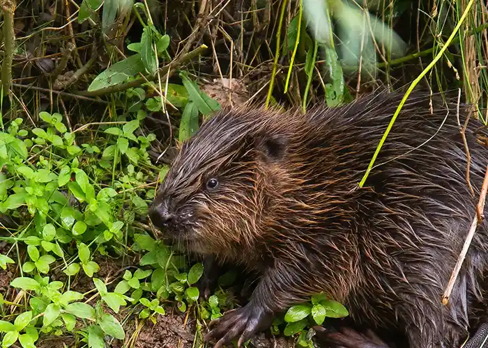 Beaver Removal Company