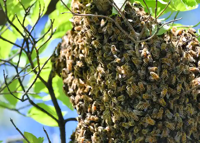 Bee Removal Company
