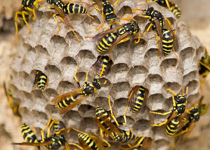 Lincolnton GA Bee Hornet Removal Company