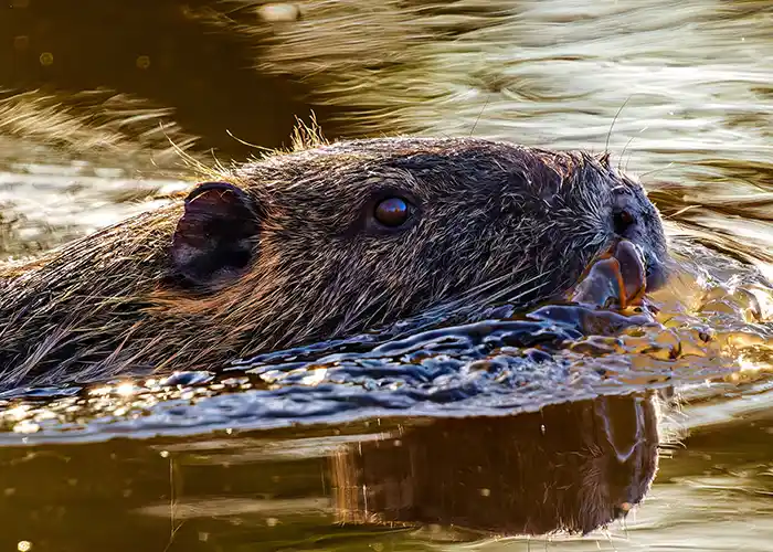 Lincolnton Beaver Removal Company