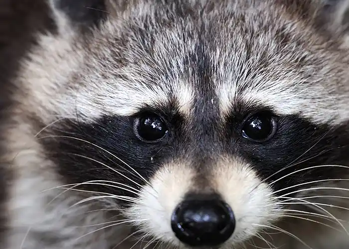 {"type":"elementor","siteurl":"https://upstatewildlifesolutions.com/wp-json/","elements":[{"id":"964ebfa","elType":"widget","isInner":false,"isLocked":false,"settings":{"image":{"id":3481,"url":"https://upstatewildlifesolutions.com/wp-content/uploads/2025/08/Cashiers-NC-Racoon-Removal-1.webp","alt":"Cashiers Wildlife Removal Company","source":"library","image":{"seed":3832786293,"image_url":"https://storage.googleapis.com/elementor-ai-prod/images/2bd8120d-db50-445d-8edc-5b7a940aa7a3.png?X-Goog-Algorithm=GOOG4-RSA-SHA256&X-Goog-Credential=ai-api%40elementor-website.iam.gserviceaccount.com%2F20240425%2Fauto%2Fstorage%2Fgoog4_request&X-Goog-Date=20240425T133704Z&X-Goog-Expires=605&X-Goog-SignedHeaders=host&X-Goog-Signature=36456ea1f9a270d3e234eba739948427f7b429801c83f061cc49beac9b8ed96bd80d03c6f0f11ebb9cd92eb9de22798fcb48cbc1b3fc8f88ce93aa0c846d0ff06cb6fc30225c05651048ada67f8918e8c3be639e54982e6ae8c8c3a7ecc37fa6cc7bcce47b8c0f78e1161f6d8e722879f130f63f5b7c17adb61edb5f2302e54a721e2d466da932839124252cac7b857c5653705ed84328017df6356b208b89f2787ca8ed5ffcff31672a7252d9b0d1dc362a12844e55764a6e0bbade7daedca3c2ef6445698517d6f1525d00ba2492c8ccf54948ed36c811f75be01fa669bc9e7fa9d769f9e7acf025a0d39af708c5c4fbd6284f9e072737ef7773cd23f07d6b"},"context":{"documentType":"wp-page","elementType":"widget","elementId":"964ebfa","widgetType":"image","controlName":"image","controlType":"media","controlValue":{"id":2748,"url":"https://upstatewildlifesolutions.com/wp-content/uploads/2024/04/drain-cleaning.jpg"}},"editor_post_id":2746,"size":""},"image_border_radius":{"unit":"px","top":"7","right":"7","bottom":"7","left":"7","isLinked":true},"image_size":"full","image_custom_dimension":{"width":"","height":""},"caption_source":"none","caption":"","link_to":"none","link":{"url":"","is_external":"","nofollow":"","custom_attributes":""},"open_lightbox":"default","align":"","align_tablet":"","align_mobile":"","width":{"unit":"%","size":"","sizes":[]},"width_tablet":{"unit":"%","size":"","sizes":[]},"width_mobile":{"unit":"%","size":"","sizes":[]},"space":{"unit":"%","size":"","sizes":[]},"space_tablet":{"unit":"%","size":"","sizes":[]},"space_mobile":{"unit":"%","size":"","sizes":[]},"height":{"unit":"px","size":"","sizes":[]},"height_tablet":{"unit":"px","size":"","sizes":[]},"height_mobile":{"unit":"px","size":"","sizes":[]},"object-fit":"","object-fit_tablet":"","object-fit_mobile":"","object-position":"center center","object-position_tablet":"","object-position_mobile":"","opacity":{"unit":"px","size":"","sizes":[]},"css_filters_css_filter":"","css_filters_blur":{"unit":"px","size":0,"sizes":[]},"css_filters_brightness":{"unit":"px","size":100,"sizes":[]},"css_filters_contrast":{"unit":"px","size":100,"sizes":[]},"css_filters_saturate":{"unit":"px","size":100,"sizes":[]},"css_filters_hue":{"unit":"px","size":0,"sizes":[]},"opacity_hover":{"unit":"px","size":"","sizes":[]},"css_filters_hover_css_filter":"","css_filters_hover_blur":{"unit":"px","size":0,"sizes":[]},"css_filters_hover_brightness":{"unit":"px","size":100,"sizes":[]},"css_filters_hover_contrast":{"unit":"px","size":100,"sizes":[]},"css_filters_hover_saturate":{"unit":"px","size":100,"sizes":[]},"css_filters_hover_hue":{"unit":"px","size":0,"sizes":[]},"background_hover_transition":{"unit":"px","size":"","sizes":[]},"hover_animation":"","image_border_border":"","image_border_width":{"unit":"px","top":"","right":"","bottom":"","left":"","isLinked":true},"image_border_width_tablet":{"unit":"px","top":"","right":"","bottom":"","left":"","isLinked":true},"image_border_width_mobile":{"unit":"px","top":"","right":"","bottom":"","left":"","isLinked":true},"image_border_color":"","image_border_radius_tablet":{"unit":"px","top":"","right":"","bottom":"","left":"","isLinked":true},"image_border_radius_mobile":{"unit":"px","top":"","right":"","bottom":"","left":"","isLinked":true},"image_box_shadow_box_shadow_type":"","image_box_shadow_box_shadow":{"horizontal":0,"vertical":0,"blur":10,"spread":0,"color":"rgba(0,0,0,0.5)"},"caption_align":"","caption_align_tablet":"","caption_align_mobile":"","text_color":"","caption_background_color":"","caption_typography_typography":"","caption_typography_font_family":"","caption_typography_font_size":{"unit":"px","size":"","sizes":[]},"caption_typography_font_size_tablet":{"unit":"px","size":"","sizes":[]},"caption_typography_font_size_mobile":{"unit":"px","size":"","sizes":[]},"caption_typography_font_weight":"","caption_typography_text_transform":"","caption_typography_font_style":"","caption_typography_text_decoration":"","caption_typography_line_height":{"unit":"px","size":"","sizes":[]},"caption_typography_line_height_tablet":{"unit":"em","size":"","sizes":[]},"caption_typography_line_height_mobile":{"unit":"em","size":"","sizes":[]},"caption_typography_letter_spacing":{"unit":"px","size":"","sizes":[]},"caption_typography_letter_spacing_tablet":{"unit":"px","size":"","sizes":[]},"caption_typography_letter_spacing_mobile":{"unit":"px","size":"","sizes":[]},"caption_typography_word_spacing":{"unit":"px","size":"","sizes":[]},"caption_typography_word_spacing_tablet":{"unit":"em","size":"","sizes":[]},"caption_typography_word_spacing_mobile":{"unit":"em","size":"","sizes":[]},"caption_text_shadow_text_shadow_type":"","caption_text_shadow_text_shadow":{"horizontal":0,"vertical":0,"blur":10,"color":"rgba(0,0,0,0.3)"},"caption_space":{"unit":"px","size":"","sizes":[]},"caption_space_tablet":{"unit":"px","size":"","sizes":[]},"caption_space_mobile":{"unit":"px","size":"","sizes":[]},"_title":"","_margin":{"unit":"px","top":"","right":"","bottom":"","left":"","isLinked":true},"_margin_tablet":{"unit":"px","top":"","right":"","bottom":"","left":"","isLinked":true},"_margin_mobile":{"unit":"px","top":"","right":"","bottom":"","left":"","isLinked":true},"_padding":{"unit":"px","top":"","right":"","bottom":"","left":"","isLinked":true},"_padding_tablet":{"unit":"px","top":"","right":"","bottom":"","left":"","isLinked":true},"_padding_mobile":{"unit":"px","top":"","right":"","bottom":"","left":"","isLinked":true},"_element_width":"","_element_width_tablet":"","_element_width_mobile":"","_element_custom_width":{"unit":"%","size":"","sizes":[]},"_element_custom_width_tablet":{"unit":"px","size":"","sizes":[]},"_element_custom_width_mobile":{"unit":"px","size":"","sizes":[]},"_grid_column":"","_grid_column_tablet":"","_grid_column_mobile":"","_grid_column_custom":"","_grid_column_custom_tablet":"","_grid_column_custom_mobile":"","_grid_row":"","_grid_row_tablet":"","_grid_row_mobile":"","_grid_row_custom":"","_grid_row_custom_tablet":"","_grid_row_custom_mobile":"","_flex_align_self":"","_flex_align_self_tablet":"","_flex_align_self_mobile":"","_flex_order":"","_flex_order_tablet":"","_flex_order_mobile":"","_flex_order_custom":"","_flex_order_custom_tablet":"","_flex_order_custom_mobile":"","_flex_size":"","_flex_size_tablet":"","_flex_size_mobile":"","_flex_grow":1,"_flex_grow_tablet":"","_flex_grow_mobile":"","_flex_shrink":1,"_flex_shrink_tablet":"","_flex_shrink_mobile":"","_element_vertical_align":"","_element_vertical_align_tablet":"","_element_vertical_align_mobile":"","_position":"","_offset_orientation_h":"start","_offset_x":{"unit":"px","size":0,"sizes":[]},"_offset_x_tablet":{"unit":"px","size":"","sizes":[]},"_offset_x_mobile":{"unit":"px","size":"","sizes":[]},"_offset_x_end":{"unit":"px","size":0,"sizes":[]},"_offset_x_end_tablet":{"unit":"px","size":"","sizes":[]},"_offset_x_end_mobile":{"unit":"px","size":"","sizes":[]},"_offset_orientation_v":"start","_offset_y":{"unit":"px","size":0,"sizes":[]},"_offset_y_tablet":{"unit":"px","size":"","sizes":[]},"_offset_y_mobile":{"unit":"px","size":"","sizes":[]},"_offset_y_end":{"unit":"px","size":0,"sizes":[]},"_offset_y_end_tablet":{"unit":"px","size":"","sizes":[]},"_offset_y_end_mobile":{"unit":"px","size":"","sizes":[]},"_z_index":"","_z_index_tablet":"","_z_index_mobile":"","_element_id":"","_css_classes":"","e_display_conditions":"","_element_cache":"","motion_fx_motion_fx_scrolling":"","motion_fx_translateY_effect":"","motion_fx_translateY_direction":"","motion_fx_translateY_speed":{"unit":"px","size":4,"sizes":[]},"motion_fx_translateY_affectedRange":{"unit":"%","size":"","sizes":{"start":0,"end":100}},"motion_fx_translateX_effect":"","motion_fx_translateX_direction":"","motion_fx_translateX_speed":{"unit":"px","size":4,"sizes":[]},"motion_fx_translateX_affectedRange":{"unit":"%","size":"","sizes":{"start":0,"end":100}},"motion_fx_opacity_effect":"","motion_fx_opacity_direction":"out-in","motion_fx_opacity_level":{"unit":"px","size":10,"sizes":[]},"motion_fx_opacity_range":{"unit":"%","size":"","sizes":{"start":20,"end":80}},"motion_fx_blur_effect":"","motion_fx_blur_direction":"out-in","motion_fx_blur_level":{"unit":"px","size":7,"sizes":[]},"motion_fx_blur_range":{"unit":"%","size":"","sizes":{"start":20,"end":80}},"motion_fx_rotateZ_effect":"","motion_fx_rotateZ_direction":"","motion_fx_rotateZ_speed":{"unit":"px","size":1,"sizes":[]},"motion_fx_rotateZ_affectedRange":{"unit":"%","size":"","sizes":{"start":0,"end":100}},"motion_fx_scale_effect":"","motion_fx_scale_direction":"out-in","motion_fx_scale_speed":{"unit":"px","size":4,"sizes":[]},"motion_fx_scale_range":{"unit":"%","size":"","sizes":{"start":20,"end":80}},"motion_fx_transform_origin_x":"center","motion_fx_transform_origin_y":"center","motion_fx_devices":["desktop","tablet","mobile"],"motion_fx_range":"","motion_fx_motion_fx_mouse":"","motion_fx_mouseTrack_effect":"","motion_fx_mouseTrack_direction":"","motion_fx_mouseTrack_speed":{"unit":"px","size":1,"sizes":[]},"motion_fx_tilt_effect":"","motion_fx_tilt_direction":"","motion_fx_tilt_speed":{"unit":"px","size":4,"sizes":[]},"handle_motion_fx_asset_loading":"","sticky":"","sticky_on":["desktop","tablet","mobile"],"sticky_offset":0,"sticky_offset_tablet":"","sticky_offset_mobile":"","sticky_effects_offset":0,"sticky_effects_offset_tablet":"","sticky_effects_offset_mobile":"","sticky_anchor_link_offset":0,"sticky_anchor_link_offset_tablet":"","sticky_anchor_link_offset_mobile":"","sticky_parent":"","_animation":"","_animation_tablet":"","_animation_mobile":"","animation_duration":"","_animation_delay":"","_transform_rotate_popover":"","_transform_rotateZ_effect":{"unit":"px","size":"","sizes":[]},"_transform_rotateZ_effect_tablet":{"unit":"deg","size":"","sizes":[]},"_transform_rotateZ_effect_mobile":{"unit":"deg","size":"","sizes":[]},"_transform_rotate_3d":"","_transform_rotateX_effect":{"unit":"px","size":"","sizes":[]},"_transform_rotateX_effect_tablet":{"unit":"deg","size":"","sizes":[]},"_transform_rotateX_effect_mobile":{"unit":"deg","size":"","sizes":[]},"_transform_rotateY_effect":{"unit":"px","size":"","sizes":[]},"_transform_rotateY_effect_tablet":{"unit":"deg","size":"","sizes":[]},"_transform_rotateY_effect_mobile":{"unit":"deg","size":"","sizes":[]},"_transform_perspective_effect":{"unit":"px","size":"","sizes":[]},"_transform_perspective_effect_tablet":{"unit":"px","size":"","sizes":[]},"_transform_perspective_effect_mobile":{"unit":"px","size":"","sizes":[]},"_transform_translate_popover":"","_transform_translateX_effect":{"unit":"px","size":"","sizes":[]},"_transform_translateX_effect_tablet":{"unit":"px","size":"","sizes":[]},"_transform_translateX_effect_mobile":{"unit":"px","size":"","sizes":[]},"_transform_translateY_effect":{"unit":"px","size":"","sizes":[]},"_transform_translateY_effect_tablet":{"unit":"px","size":"","sizes":[]},"_transform_translateY_effect_mobile":{"unit":"px","size":"","sizes":[]},"_transform_scale_popover":"","_transform_keep_proportions":"yes","_transform_scale_effect":{"unit":"px","size":"","sizes":[]},"_transform_scale_effect_tablet":{"unit":"px","size":"","sizes":[]},"_transform_scale_effect_mobile":{"unit":"px","size":"","sizes":[]},"_transform_scaleX_effect":{"unit":"px","size":"","sizes":[]},"_transform_scaleX_effect_tablet":{"unit":"px","size":"","sizes":[]},"_transform_scaleX_effect_mobile":{"unit":"px","size":"","sizes":[]},"_transform_scaleY_effect":{"unit":"px","size":"","sizes":[]},"_transform_scaleY_effect_tablet":{"unit":"px","size":"","sizes":[]},"_transform_scaleY_effect_mobile":{"unit":"px","size":"","sizes":[]},"_transform_skew_popover":"","_transform_skewX_effect":{"unit":"px","size":"","sizes":[]},"_transform_skewX_effect_tablet":{"unit":"deg","size":"","sizes":[]},"_transform_skewX_effect_mobile":{"unit":"deg","size":"","sizes":[]},"_transform_skewY_effect":{"unit":"px","size":"","sizes":[]},"_transform_skewY_effect_tablet":{"unit":"deg","size":"","sizes":[]},"_transform_skewY_effect_mobile":{"unit":"deg","size":"","sizes":[]},"_transform_flipX_effect":"","_transform_flipY_effect":"","_transform_rotate_popover_hover":"","_transform_rotateZ_effect_hover":{"unit":"px","size":"","sizes":[]},"_transform_rotateZ_effect_hover_tablet":{"unit":"deg","size":"","sizes":[]},"_transform_rotateZ_effect_hover_mobile":{"unit":"deg","size":"","sizes":[]},"_transform_rotate_3d_hover":"","_transform_rotateX_effect_hover":{"unit":"px","size":"","sizes":[]},"_transform_rotateX_effect_hover_tablet":{"unit":"deg","size":"","sizes":[]},"_transform_rotateX_effect_hover_mobile":{"unit":"deg","size":"","sizes":[]},"_transform_rotateY_effect_hover":{"unit":"px","size":"","sizes":[]},"_transform_rotateY_effect_hover_tablet":{"unit":"deg","size":"","sizes":[]},"_transform_rotateY_effect_hover_mobile":{"unit":"deg","size":"","sizes":[]},"_transform_perspective_effect_hover":{"unit":"px","size":"","sizes":[]},"_transform_perspective_effect_hover_tablet":{"unit":"px","size":"","sizes":[]},"_transform_perspective_effect_hover_mobile":{"unit":"px","size":"","sizes":[]},"_transform_translate_popover_hover":"","_transform_translateX_effect_hover":{"unit":"px","size":"","sizes":[]},"_transform_translateX_effect_hover_tablet":{"unit":"px","size":"","sizes":[]},"_transform_translateX_effect_hover_mobile":{"unit":"px","size":"","sizes":[]},"_transform_translateY_effect_hover":{"unit":"px","size":"","sizes":[]},"_transform_translateY_effect_hover_tablet":{"unit":"px","size":"","sizes":[]},"_transform_translateY_effect_hover_mobile":{"unit":"px","size":"","sizes":[]},"_transform_scale_popover_hover":"","_transform_keep_proportions_hover":"yes","_transform_scale_effect_hover":{"unit":"px","size":"","sizes":[]},"_transform_scale_effect_hover_tablet":{"unit":"px","size":"","sizes":[]},"_transform_scale_effect_hover_mobile":{"unit":"px","size":"","sizes":[]},"_transform_scaleX_effect_hover":{"unit":"px","size":"","sizes":[]},"_transform_scaleX_effect_hover_tablet":{"unit":"px","size":"","sizes":[]},"_transform_scaleX_effect_hover_mobile":{"unit":"px","size":"","sizes":[]},"_transform_scaleY_effect_hover":{"unit":"px","size":"","sizes":[]},"_transform_scaleY_effect_hover_tablet":{"unit":"px","size":"","sizes":[]},"_transform_scaleY_effect_hover_mobile":{"unit":"px","size":"","sizes":[]},"_transform_skew_popover_hover":"","_transform_skewX_effect_hover":{"unit":"px","size":"","sizes":[]},"_transform_skewX_effect_hover_tablet":{"unit":"deg","size":"","sizes":[]},"_transform_skewX_effect_hover_mobile":{"unit":"deg","size":"","sizes":[]},"_transform_skewY_effect_hover":{"unit":"px","size":"","sizes":[]},"_transform_skewY_effect_hover_tablet":{"unit":"deg","size":"","sizes":[]},"_transform_skewY_effect_hover_mobile":{"unit":"deg","size":"","sizes":[]},"_transform_flipX_effect_hover":"","_transform_flipY_effect_hover":"","_transform_transition_hover":{"unit":"px","size":"","sizes":[]},"motion_fx_transform_x_anchor_point":"","motion_fx_transform_x_anchor_point_tablet":"","motion_fx_transform_x_anchor_point_mobile":"","motion_fx_transform_y_anchor_point":"","motion_fx_transform_y_anchor_point_tablet":"","motion_fx_transform_y_anchor_point_mobile":"","_background_background":"","_background_color":"","_background_color_stop":{"unit":"%","size":0,"sizes":[]},"_background_color_stop_tablet":{"unit":"%"},"_background_color_stop_mobile":{"unit":"%"},"_background_color_b":"#f2295b","_background_color_b_stop":{"unit":"%","size":100,"sizes":[]},"_background_color_b_stop_tablet":{"unit":"%"},"_background_color_b_stop_mobile":{"unit":"%"},"_background_gradient_type":"linear","_background_gradient_angle":{"unit":"deg","size":180,"sizes":[]},"_background_gradient_angle_tablet":{"unit":"deg"},"_background_gradient_angle_mobile":{"unit":"deg"},"_background_gradient_position":"center center","_background_gradient_position_tablet":"","_background_gradient_position_mobile":"","_background_image":{"url":"","id":"","size":""},"_background_image_tablet":{"url":"","id":"","size":""},"_background_image_mobile":{"url":"","id":"","size":""},"_background_position":"","_background_position_tablet":"","_background_position_mobile":"","_background_xpos":{"unit":"px","size":0,"sizes":[]},"_background_xpos_tablet":{"unit":"px","size":0,"sizes":[]},"_background_xpos_mobile":{"unit":"px","size":0,"sizes":[]},"_background_ypos":{"unit":"px","size":0,"sizes":[]},"_background_ypos_tablet":{"unit":"px","size":0,"sizes":[]},"_background_ypos_mobile":{"unit":"px","size":0,"sizes":[]},"_background_attachment":"","_background_repeat":"","_background_repeat_tablet":"","_background_repeat_mobile":"","_background_size":"","_background_size_tablet":"","_background_size_mobile":"","_background_bg_width":{"unit":"%","size":100,"sizes":[]},"_background_bg_width_tablet":{"unit":"px","size":"","sizes":[]},"_background_bg_width_mobile":{"unit":"px","size":"","sizes":[]},"_background_video_link":"","_background_video_start":"","_background_video_end":"","_background_play_once":"","_background_play_on_mobile":"","_background_privacy_mode":"","_background_video_fallback":{"url":"","id":"","size":""},"_background_slideshow_gallery":[],"_background_slideshow_loop":"yes","_background_slideshow_slide_duration":5000,"_background_slideshow_slide_transition":"fade","_background_slideshow_transition_duration":500,"_background_slideshow_background_size":"","_background_slideshow_background_size_tablet":"","_background_slideshow_background_size_mobile":"","_background_slideshow_background_position":"","_background_slideshow_background_position_tablet":"","_background_slideshow_background_position_mobile":"","_background_slideshow_lazyload":"","_background_slideshow_ken_burns":"","_background_slideshow_ken_burns_zoom_direction":"in","_background_hover_background":"","_background_hover_color":"","_background_hover_color_stop":{"unit":"%","size":0,"sizes":[]},"_background_hover_color_stop_tablet":{"unit":"%"},"_background_hover_color_stop_mobile":{"unit":"%"},"_background_hover_color_b":"#f2295b","_background_hover_color_b_stop":{"unit":"%","size":100,"sizes":[]},"_background_hover_color_b_stop_tablet":{"unit":"%"},"_background_hover_color_b_stop_mobile":{"unit":"%"},"_background_hover_gradient_type":"linear","_background_hover_gradient_angle":{"unit":"deg","size":180,"sizes":[]},"_background_hover_gradient_angle_tablet":{"unit":"deg"},"_background_hover_gradient_angle_mobile":{"unit":"deg"},"_background_hover_gradient_position":"center center","_background_hover_gradient_position_tablet":"","_background_hover_gradient_position_mobile":"","_background_hover_image":{"url":"","id":"","size":""},"_background_hover_image_tablet":{"url":"","id":"","size":""},"_background_hover_image_mobile":{"url":"","id":"","size":""},"_background_hover_position":"","_background_hover_position_tablet":"","_background_hover_position_mobile":"","_background_hover_xpos":{"unit":"px","size":0,"sizes":[]},"_background_hover_xpos_tablet":{"unit":"px","size":0,"sizes":[]},"_background_hover_xpos_mobile":{"unit":"px","size":0,"sizes":[]},"_background_hover_ypos":{"unit":"px","size":0,"sizes":[]},"_background_hover_ypos_tablet":{"unit":"px","size":0,"sizes":[]},"_background_hover_ypos_mobile":{"unit":"px","size":0,"sizes":[]},"_background_hover_attachment":"","_background_hover_repeat":"","_background_hover_repeat_tablet":"","_background_hover_repeat_mobile":"","_background_hover_size":"","_background_hover_size_tablet":"","_background_hover_size_mobile":"","_background_hover_bg_width":{"unit":"%","size":100,"sizes":[]},"_background_hover_bg_width_tablet":{"unit":"px","size":"","sizes":[]},"_background_hover_bg_width_mobile":{"unit":"px","size":"","sizes":[]},"_background_hover_video_link":"","_background_hover_video_start":"","_background_hover_video_end":"","_background_hover_play_once":"","_background_hover_play_on_mobile":"","_background_hover_privacy_mode":"","_background_hover_video_fallback":{"url":"","id":"","size":""},"_background_hover_slideshow_gallery":[],"_background_hover_slideshow_loop":"yes","_background_hover_slideshow_slide_duration":5000,"_background_hover_slideshow_slide_transition":"fade","_background_hover_slideshow_transition_duration":500,"_background_hover_slideshow_background_size":"","_background_hover_slideshow_background_size_tablet":"","_background_hover_slideshow_background_size_mobile":"","_background_hover_slideshow_background_position":"","_background_hover_slideshow_background_position_tablet":"","_background_hover_slideshow_background_position_mobile":"","_background_hover_slideshow_lazyload":"","_background_hover_slideshow_ken_burns":"","_background_hover_slideshow_ken_burns_zoom_direction":"in","_background_hover_transition":{"unit":"px","size":"","sizes":[]},"_border_border":"","_border_width":{"unit":"px","top":"","right":"","bottom":"","left":"","isLinked":true},"_border_width_tablet":{"unit":"px","top":"","right":"","bottom":"","left":"","isLinked":true},"_border_width_mobile":{"unit":"px","top":"","right":"","bottom":"","left":"","isLinked":true},"_border_color":"","_border_radius":{"unit":"px","top":"","right":"","bottom":"","left":"","isLinked":true},"_border_radius_tablet":{"unit":"px","top":"","right":"","bottom":"","left":"","isLinked":true},"_border_radius_mobile":{"unit":"px","top":"","right":"","bottom":"","left":"","isLinked":true},"_box_shadow_box_shadow_type":"","_box_shadow_box_shadow":{"horizontal":0,"vertical":0,"blur":10,"spread":0,"color":"rgba(0,0,0,0.5)"},"_box_shadow_box_shadow_position":" ","_border_hover_border":"","_border_hover_width":{"unit":"px","top":"","right":"","bottom":"","left":"","isLinked":true},"_border_hover_width_tablet":{"unit":"px","top":"","right":"","bottom":"","left":"","isLinked":true},"_border_hover_width_mobile":{"unit":"px","top":"","right":"","bottom":"","left":"","isLinked":true},"_border_hover_color":"","_border_radius_hover":{"unit":"px","top":"","right":"","bottom":"","left":"","isLinked":true},"_border_radius_hover_tablet":{"unit":"px","top":"","right":"","bottom":"","left":"","isLinked":true},"_border_radius_hover_mobile":{"unit":"px","top":"","right":"","bottom":"","left":"","isLinked":true},"_box_shadow_hover_box_shadow_type":"","_box_shadow_hover_box_shadow":{"horizontal":0,"vertical":0,"blur":10,"spread":0,"color":"rgba(0,0,0,0.5)"},"_box_shadow_hover_box_shadow_position":" ","_border_hover_transition":{"unit":"px","size":"","sizes":[]},"_mask_switch":"","_mask_shape":"circle","_mask_image":{"url":"","id":"","size":""},"_mask_image_tablet":{"url":"","id":"","size":""},"_mask_image_mobile":{"url":"","id":"","size":""},"_mask_size":"contain","_mask_size_tablet":"","_mask_size_mobile":"","_mask_size_scale":{"unit":"%","size":100,"sizes":[]},"_mask_size_scale_tablet":{"unit":"px","size":"","sizes":[]},"_mask_size_scale_mobile":{"unit":"px","size":"","sizes":[]},"_mask_position":"center center","_mask_position_tablet":"","_mask_position_mobile":"","_mask_position_x":{"unit":"%","size":0,"sizes":[]},"_mask_position_x_tablet":{"unit":"px","size":"","sizes":[]},"_mask_position_x_mobile":{"unit":"px","size":"","sizes":[]},"_mask_position_y":{"unit":"%","size":0,"sizes":[]},"_mask_position_y_tablet":{"unit":"px","size":"","sizes":[]},"_mask_position_y_mobile":{"unit":"px","size":"","sizes":[]},"_mask_repeat":"no-repeat","_mask_repeat_tablet":"","_mask_repeat_mobile":"","hide_desktop":"","hide_tablet":"","hide_mobile":"","_attributes":"","custom_css":""},"defaultEditSettings":{"defaultEditRoute":"content"},"interactions":{},"elements":[],"widgetType":"image","htmlCache":"\t\t\n\t\t\t\t\t\t\t\t\t\t\t\t\t\t\t\t\t\t\t\t\t\t\t\t\t\t\t\t\t\t\n\t\t","editSettings":{"defaultEditRoute":"content","panel":{"activeTab":"content","activeSection":"section_image"}}}]}