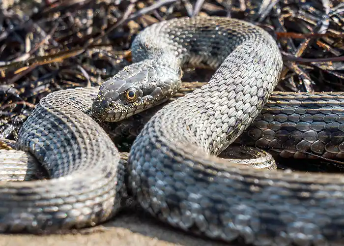 Lincolnton GA Snake Removal Company