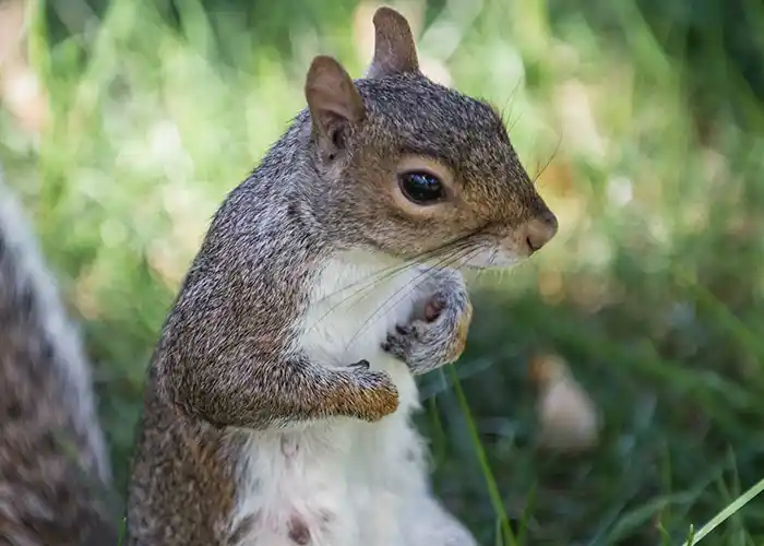 Lincolnton GA Squirrel Removal Company