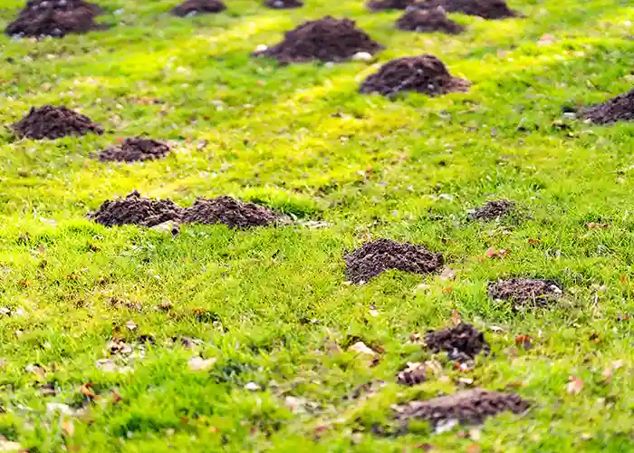 Mole Removal Upstate Wildlife Solutions