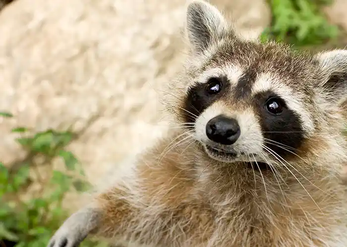 Racoon Removal Company Upstate Wildlife Solutions