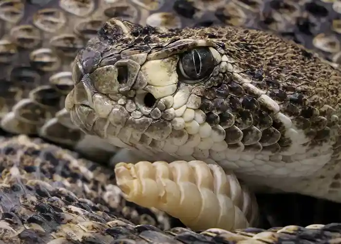 Snake Removal Company