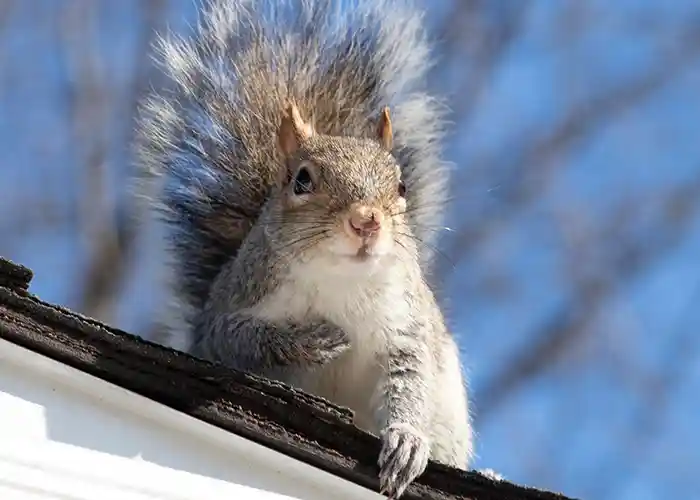 Squirrel Removal Company Upstate Wildlife Solutions