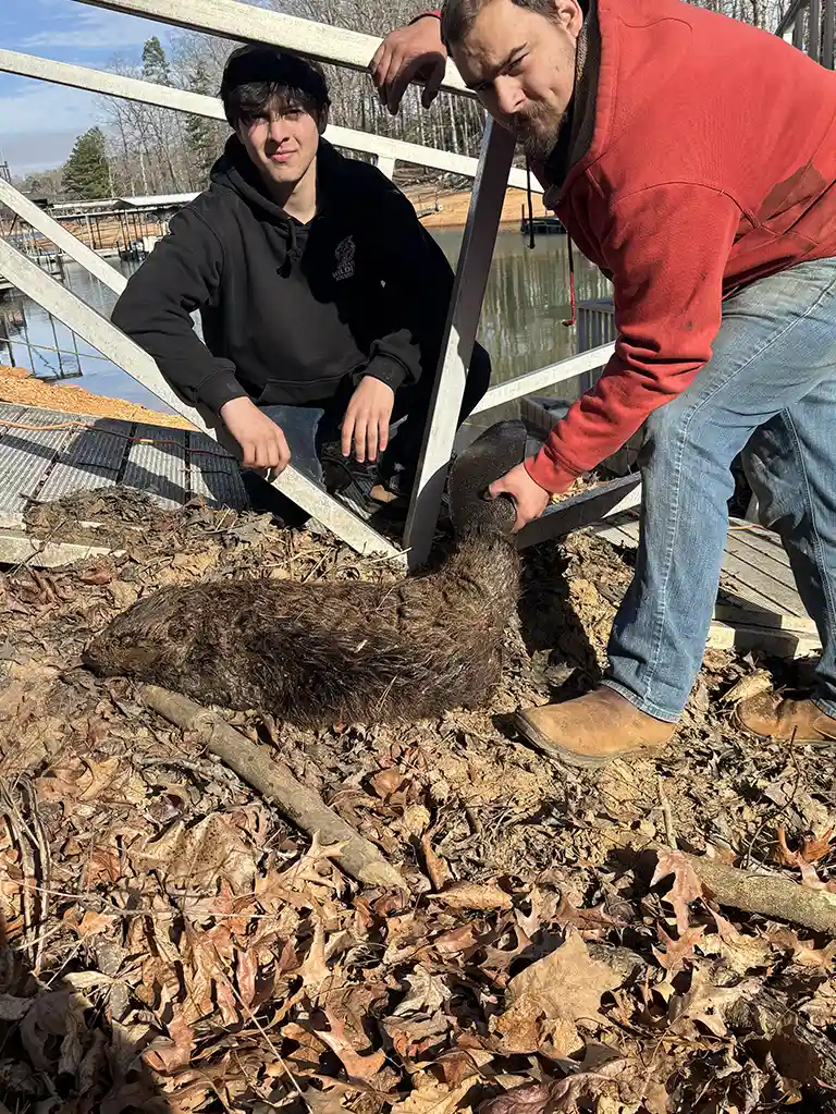 Upstate-Wildlife-Solutions-Beavers-2