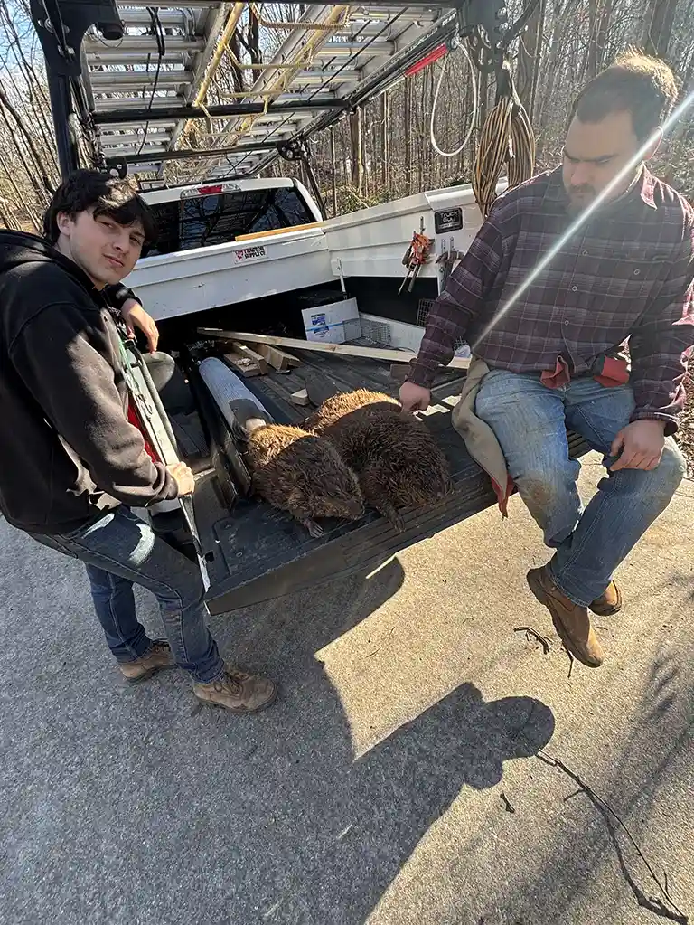 Upstate-Wildlife-Solutions-Beavers